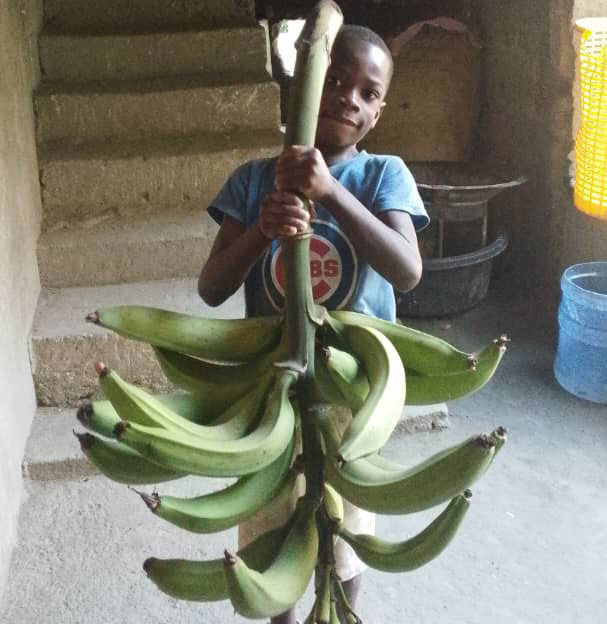 haiti-bananas